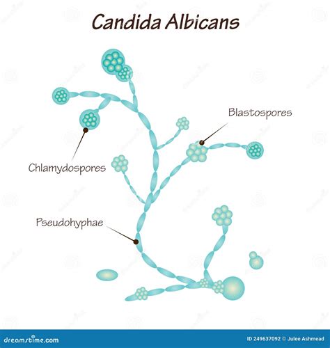 Schéma prenosu kvasinkovej infekcie Candida albicans