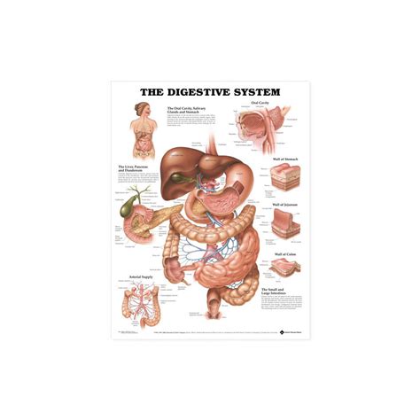 Grafika zobrazujúca tráviaci systém dieťaťa