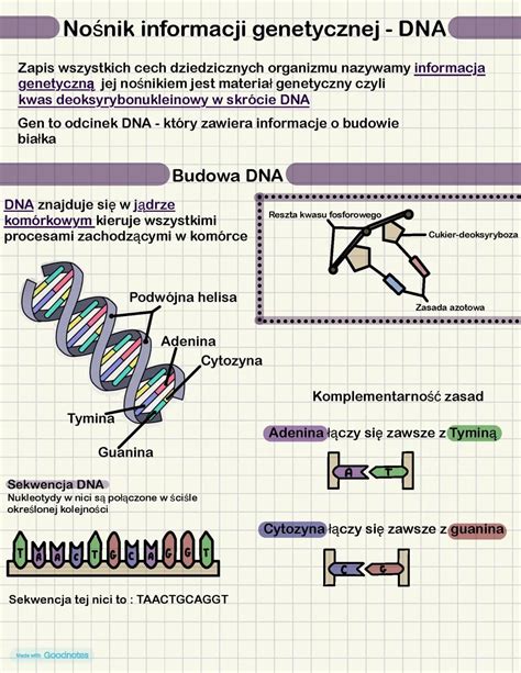 Vizualizácia procesu DNA testovania otcovstva