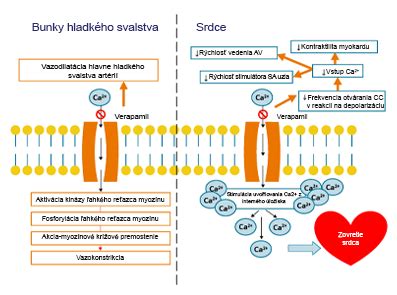 Infografika zobrazujúca mechanizmus účinku ultrazvuku na tkanivo