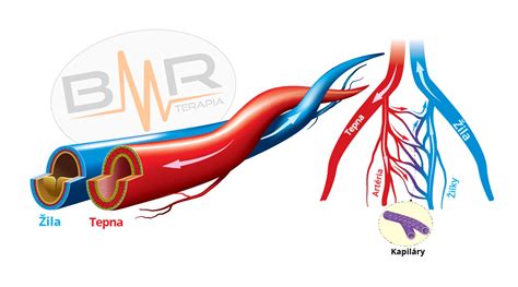 Rozdiel medzi tepnou a žilou