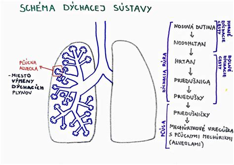 Ilustrácia priedušiek a pľúcnych mechúrikov