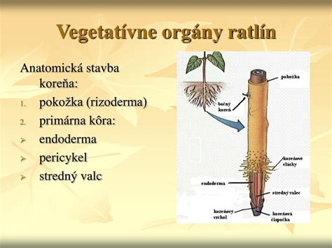 Špecializované orgány pre vegetatívne rozmnožovanie rastlín