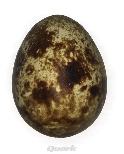 Rast vtáčieho embrya vo vajíčku