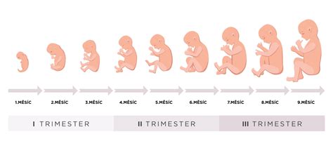 Vývoj dieťaťa v prvom trimestri