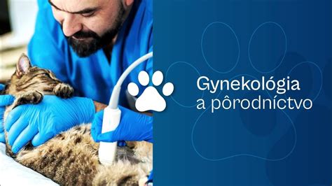 veterinárny lekár vyšetruje psa