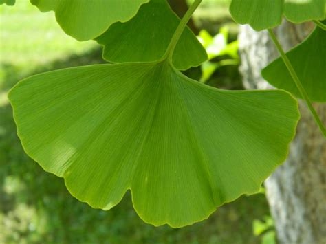 Detail listov ginka dvojlaločného