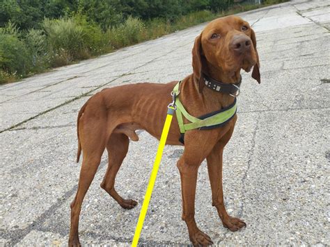 Ilustrácia starostlivosti o srsť maďarskej vyžly