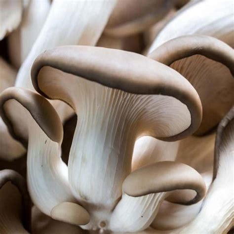 Mapa rozšírenia hlivy ustricovitej (Pleurotus ostreatus)