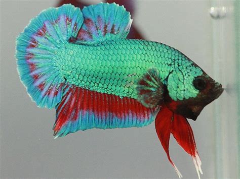 Rozmanitosť farieb a tvarov plutiev gupiek