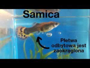 Porovnanie samca a samice gupky