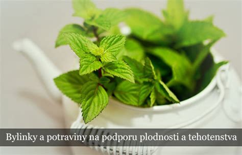 Bylinky na podporu plodnosti