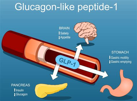 Infografika porovnávajúca účinky klasickej diéty a GLP-1 na reguláciu hladu a metabolizmu