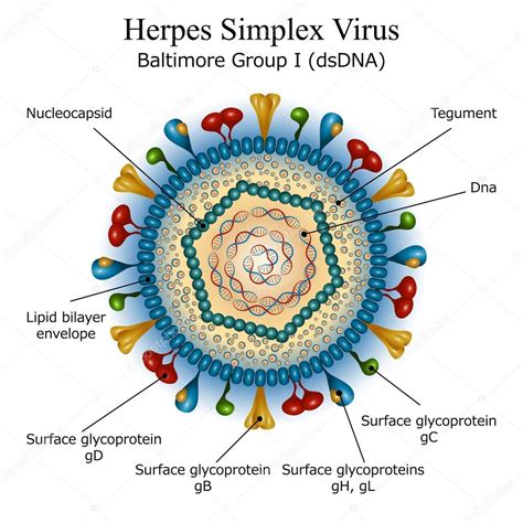 Ilustrácia prenosu herpes vírusu