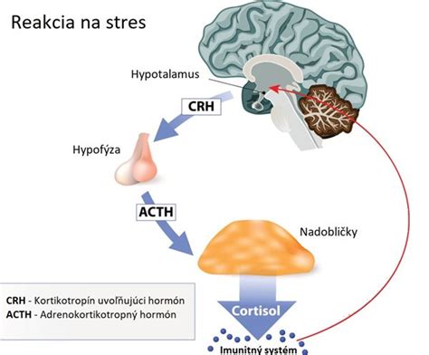 Grafické znázornenie vplyvu stresu na vývoj mozgu dieťaťa