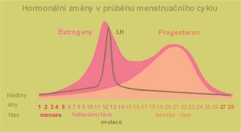 graf hladiny estradiolu v rôznych fázach menštruačného cyklu a tehotenstva