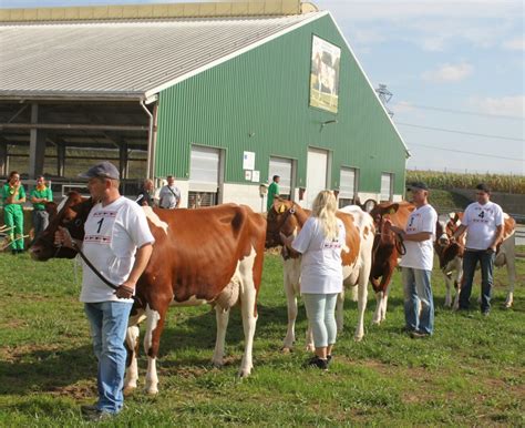 Prehliadka holsteinského dobytka