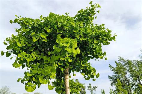 Strom Ginkgo Biloba