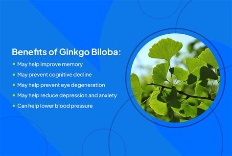 Schematické znázornenie účinkov Ginkgo Biloba na mozog