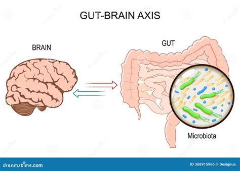 Schéma prepojenia čreva a mozgu (gut-brain axis)