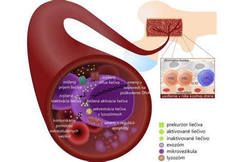 Grafické znázornenie hormonálnej stimulácie vaječníkov