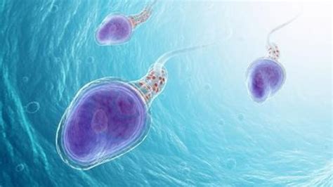 Ilustrácia zdravej mužskej spermie