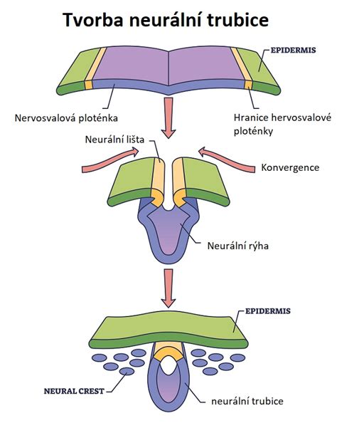 Grafické znázornenie vplyvu folátov na vývoj neurálnej trubice