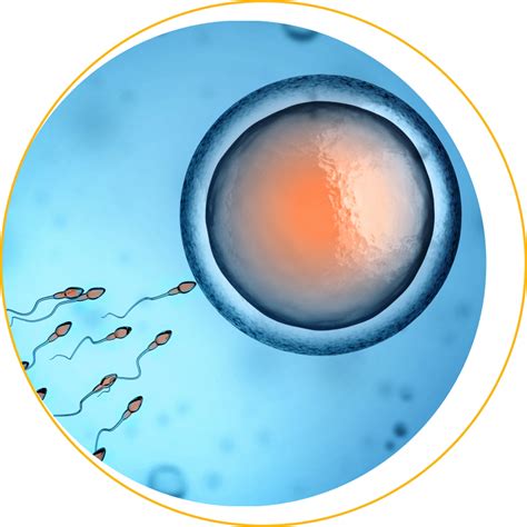 Proces IVF s darovanými vajíčkami