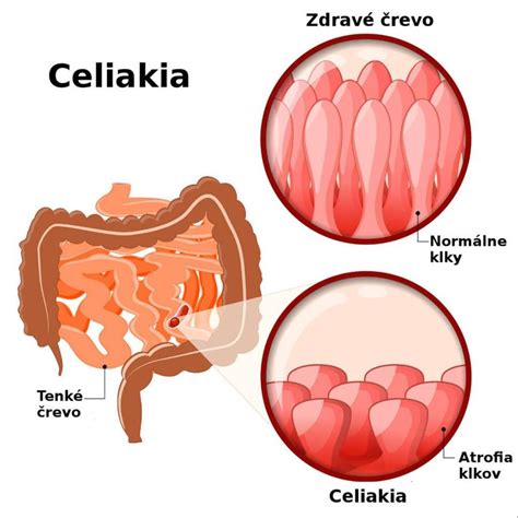 Schematické znázornenie zložiek výchovy