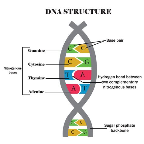 Schéma chromozómov a DNA
