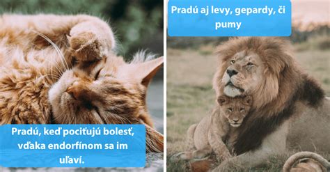 Mechanizmus pradenia mačky