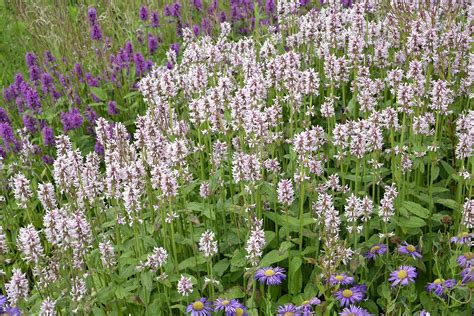 Bylinka čistec lekársky