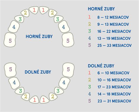 Štruktúra rastu zubov u detí