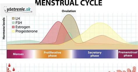 Infografika o ženskom menštruačnom cykle
