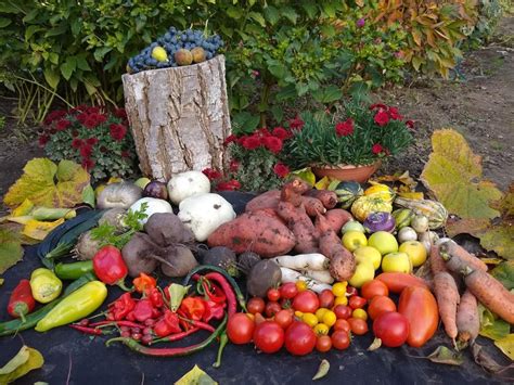 Zber cvikly na jeseň