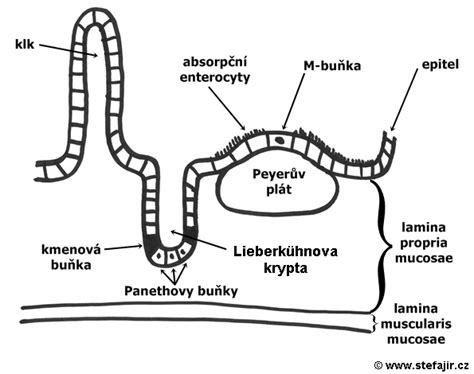 Schéma tenkého čreva a vplyv lepku na jeho sliznicu