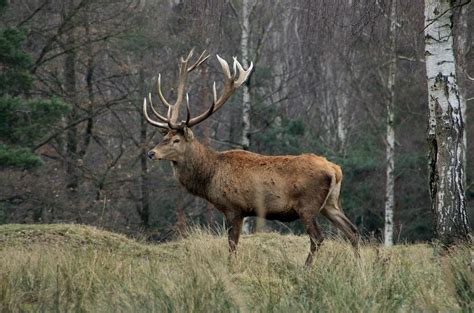 Jeleň lesný v prirodzenom prostredí