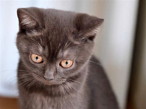 Britská krátkosrstá mačka s klasickým čierno-bielym sfarbením