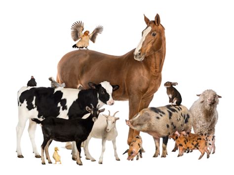 Rôzne typy jasieľ a kŕmnych žľabov pre hospodárske zvieratá