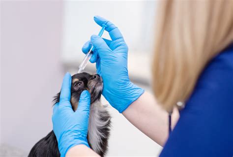 Veterinár vykonáva rektálne vyšetrenie kravy