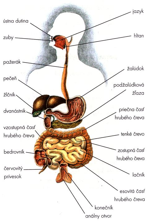 Schéma zobrazujúca vplyv nezdravého jedálnička