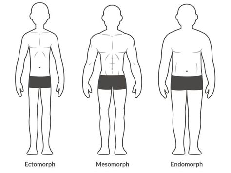 Ilustrácia troch somatotypov: ektomorf, mezomorf, endomorf