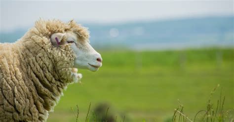 Merino vlna - vlastnosti