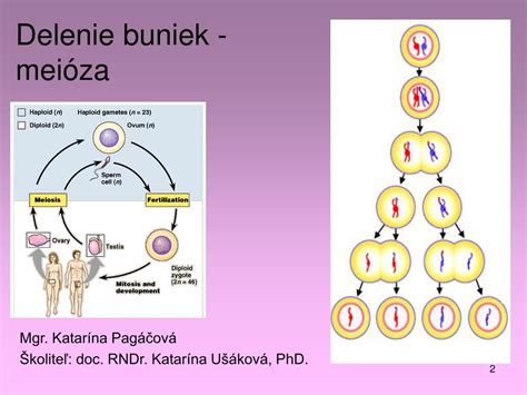 Delenie buniek zygoty