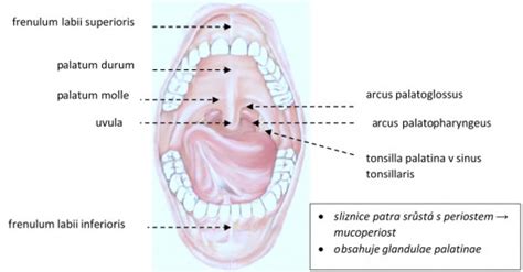 Anatomia ľudskej ústnej dutiny s vyznačenými uzdičkami