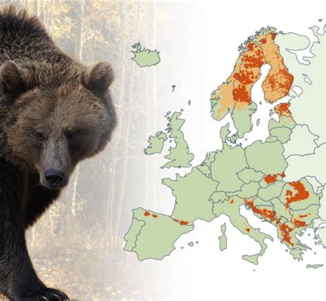 Mapa rozšírenia medveďa hnedého v Európe