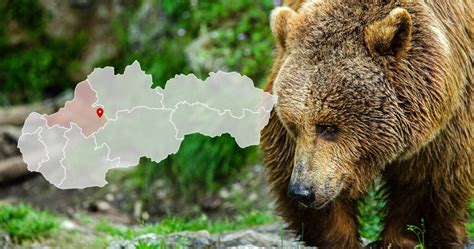 Porovnanie stôp medveďa a človeka