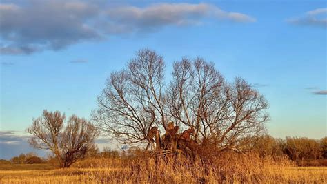 Symbolika mesiaca február