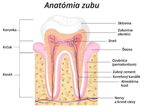 Anatómia ľudského zuba