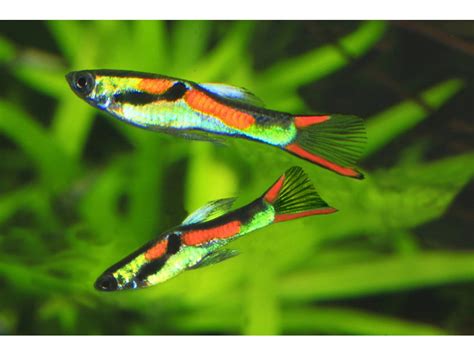 Gonopód samca živorodky